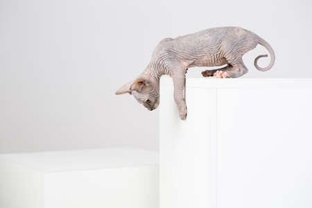 breed Sphynx kitten on a white backgroundの写真素材