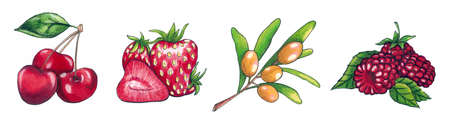 Watercolor arrangement of sweet summer berries. Strawberries, raspberries sea buckthorn and cherriesの写真素材