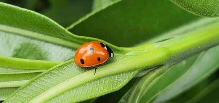 Ladybug walking in the foreground