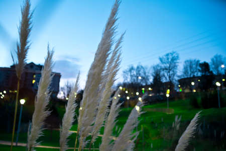 Abstract natural background of soft plants Cortaderia selloana moving in the wind.の写真素材