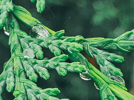 Macro of waterdrops on conifers leaves