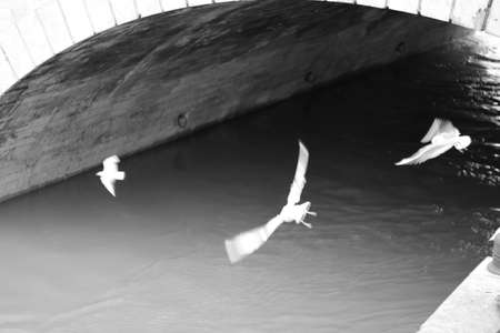 group of black and white pigeonsの写真素材