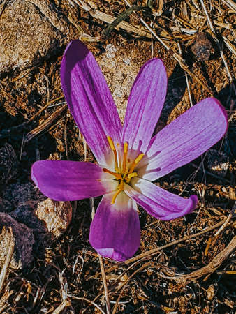 The top view of dark blue crocuses that have grown