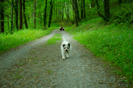 woman walking dog on leash in the parkの写真素材