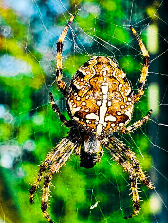 Vertical closeup shot of a big spider on the webの写真素材