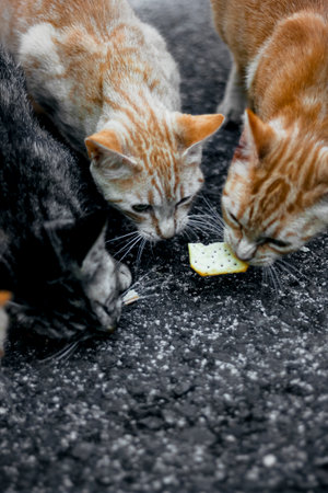 Three stray cats eating together on the street