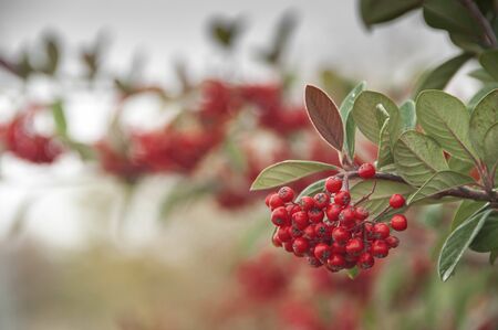 Red berries on a bushの写真素材