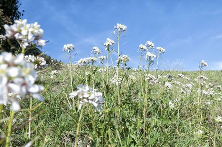 White flowers in early springの写真素材