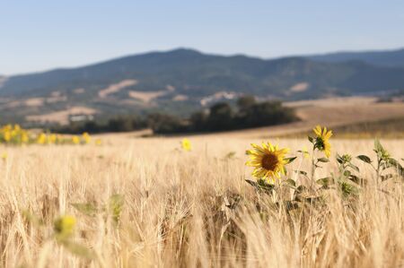 a group of sunflowers growing in a field of barleyの写真素材