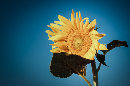 Sunflower growing in light summerの写真素材