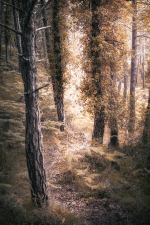 I walk through a forest.の写真素材