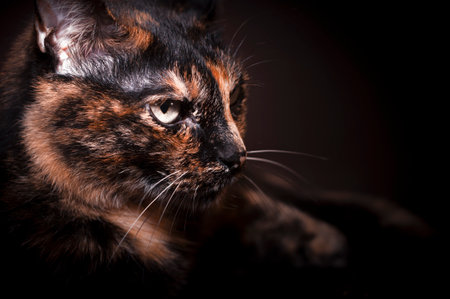tortoiseshell catの写真素材