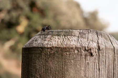Ant on a wooden poster.