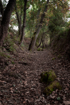 Path runs through the interior of the forest in Arreo, Lantaron, Araba - Alava.
