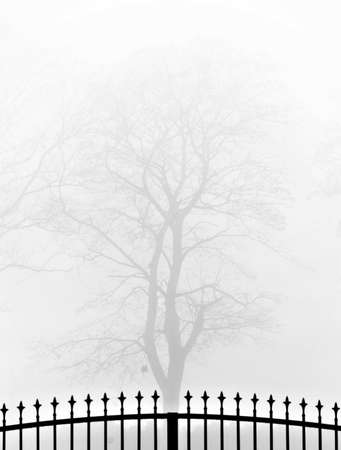 misty treeの写真素材