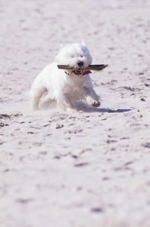 dog funtime