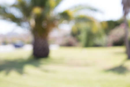 blurred park background in summerの写真素材