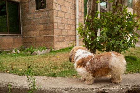 Shih tzu dog standing on the stone in the garden.の写真素材