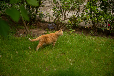 Ginger cat walking on the green grass in the garden at summerの写真素材