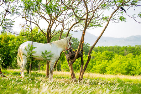 White horse in the green meadow at sunny summer day, Thailand.の写真素材