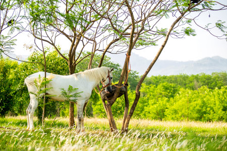 White horse in the meadow on a sunny day, Thailand.の写真素材