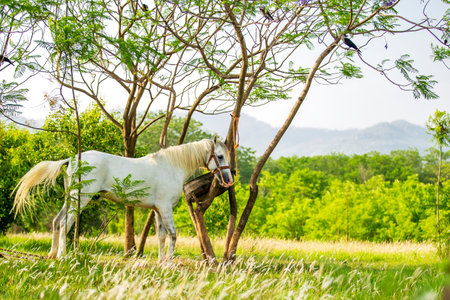 White horse in the meadow at sunny day,Thailand.の写真素材