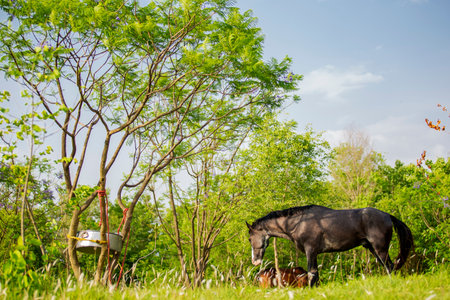 Horse in a meadow with green grass and blue sky.の写真素材