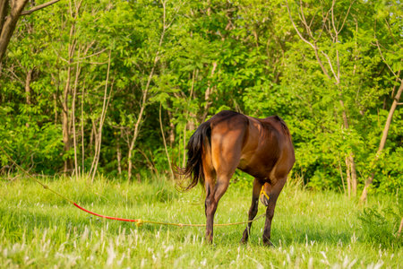 Horse on a green meadow in the forest, summer timeの写真素材