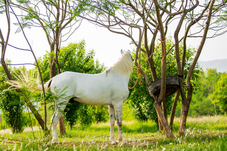 White horse on the green meadow at sunny day,Thailandの写真素材