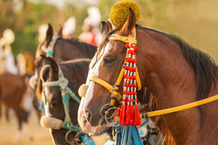 Horse harnesses in the field during Pushkar Camel Fair, Rajasthan, Indiaの写真素材