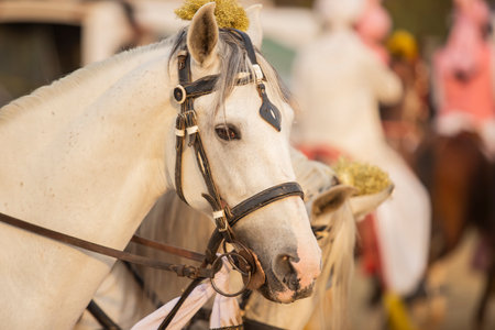 White horse at the fair in Spain, Andalusia, Spainの写真素材