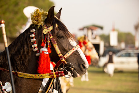 Horse in a traditional costume at the annual horse show in Indiaの写真素材
