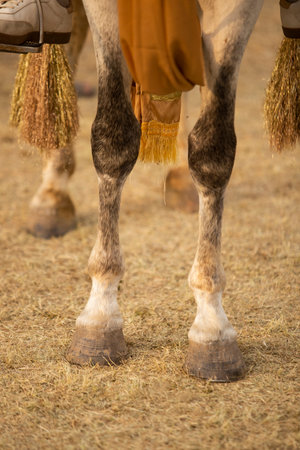 Detail of the legs of a horse, detail of the horse