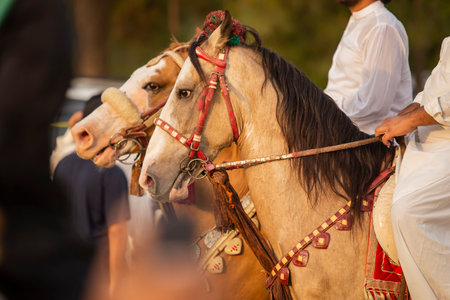 Rear view of a horse being driven by a man during a religious ceremonyの写真素材