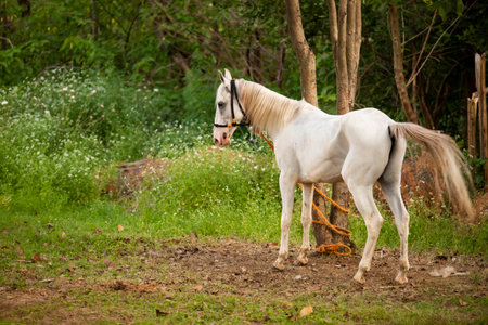 White horse in the field, Thailand. (Selective focus)の写真素材