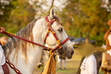 Horse on the field at the festival of medieval culture in Ukraineの写真素材