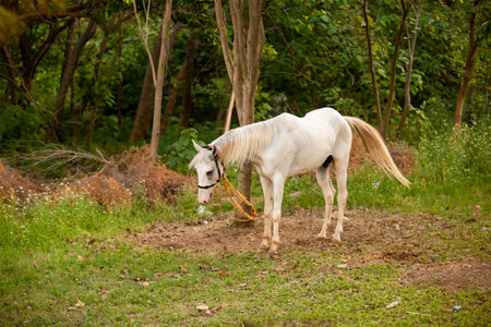 White horse in the meadow on a sunny day, Thailand.の写真素材