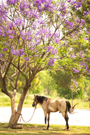 Horse on the road in the park with purple flowers background.の写真素材