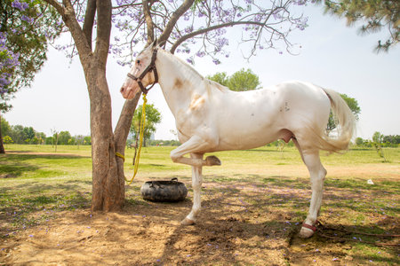 White horse in the park,Thailand,selective focus.の写真素材