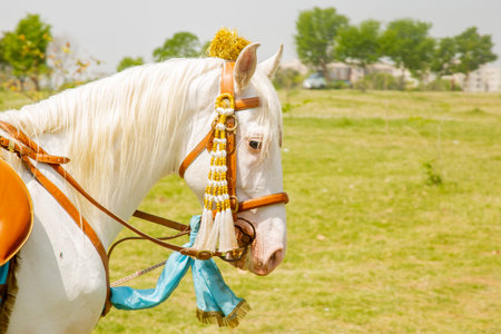 White horse with a bridle on the field in summer day.の写真素材