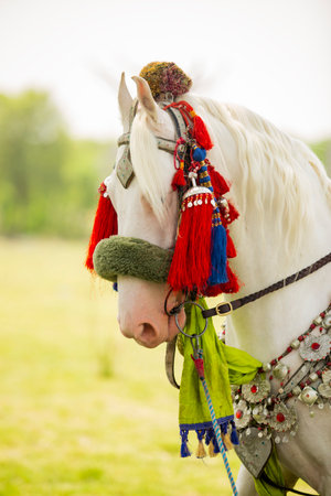 White horse with colorful headdress in the field, close-upの写真素材
