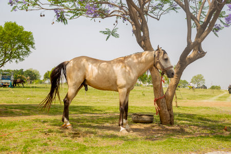 Horse in the park,Thailand, south east asiaの写真素材