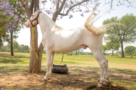 White horse in the park with flowers in the background,Thailandの写真素材