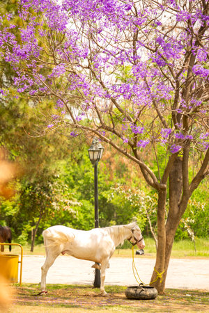 Horse statue in the park with purple jacaranda flowersの写真素材