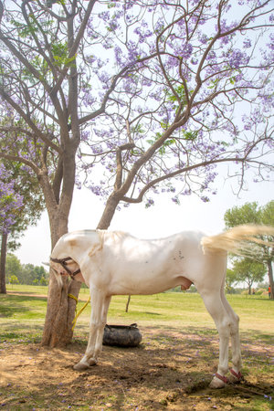 White horse in the park with blooming jacaranda treeの写真素材