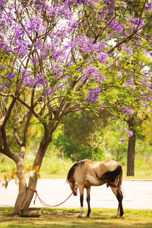 Horse in the park with jacaranda flowers in backgroundの写真素材