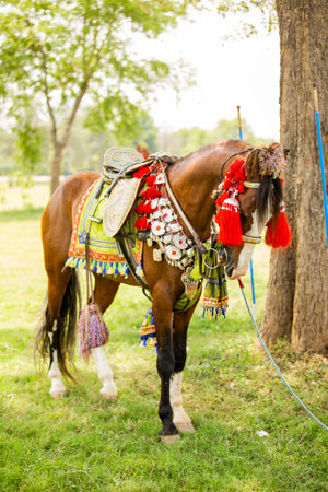 Horse in traditional costume on the meadow at thailand.の写真素材