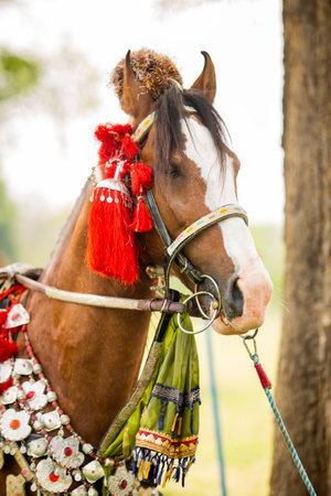 Horse with embroidery on the neck in the field.の写真素材