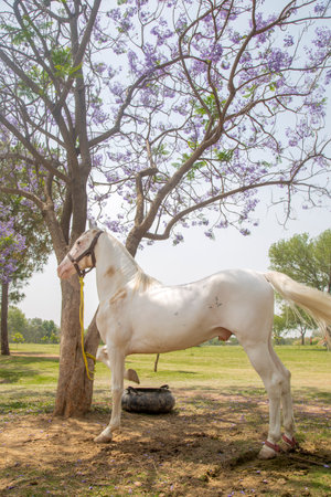 White horse in the park with jacaranda tree in backgroundの写真素材
