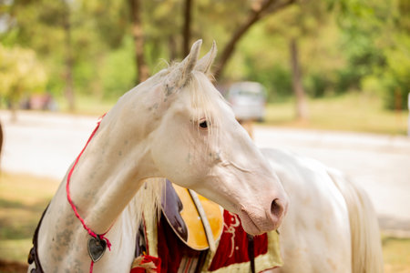 White horse in the park,Thailand. (Selective focus)の写真素材